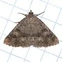 Toxonprucha psegmapteryx - Hodges#8676 - photo 5