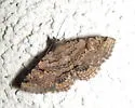 Toxonprucha repentis - Hodges#8673