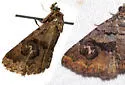 Toxonprucha scitior - Hodges#8673.2 - Toxonprucha scitior