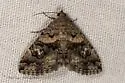 Toxonprucha scitior - Hodges#8673.2 - photo 2