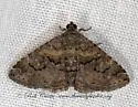Toxonprucha scitior - Hodges#8673.2 - photo 3
