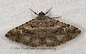 Toxonprucha scitior - Hodges#8673.2 - photo 4
