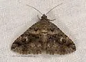 Toxonprucha scitior - Hodges#8673.2 - photo 5