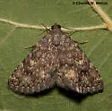 Toxonprucha strigalis - Hodges#8671