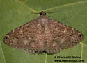 Toxonprucha strigalis - Hodges#8671 - photo 2