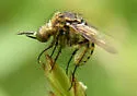Toxophora amphitea