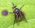 Toxophora amphitea - photo 2