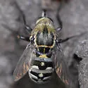 Toxophora amphitea - photo 4