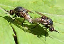 Toxophora amphitea - photo 5