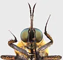 Toxophora leucopyga