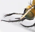 Toxophora leucopyga - photo 2