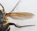 Toxophora leucopyga - photo 3