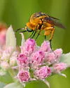 Toxophora leucopyga - photo 4