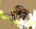 Toxophora leucopyga - photo 5