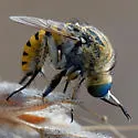 Toxophora maxima