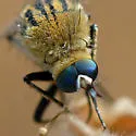 Toxophora maxima - photo 2