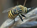 Toxophora maxima - photo 3
