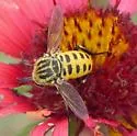 Toxophora maxima - photo 4
