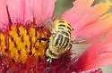 Toxophora maxima - photo 5