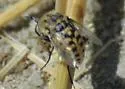 Toxophora pellucida