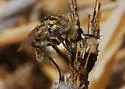 Toxophora pellucida - photo 3
