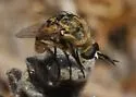 Toxophora pellucida - photo 4