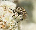 Toxophora pellucida - photo 5
