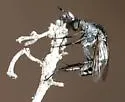 Toxophora virgata