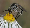 Toxophora virgata - photo 2