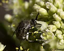 Toxophora virgata - photo 3