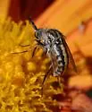Toxophora virgata - photo 4