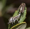 Toxophora virgata - photo 5