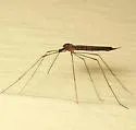 Toxorhina magna