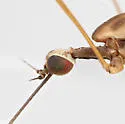 Toxorhina magna - photo 3