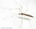 Toxorhina magna - photo 4