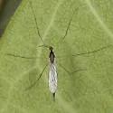 Toxorhina muliebris