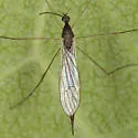 Toxorhina muliebris - photo 2