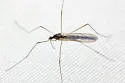Toxorhina muliebris - photo 3