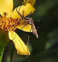 Toxorhynchites moctezuma - photo 3