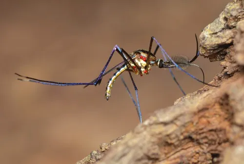 Elephant Mosquito - photo 3