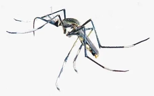 Toxorhynchites speciosus