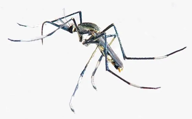 Toxorhynchites speciosus - photo 3