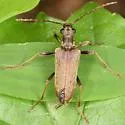 Toxotopsis cinnamopterus - photo 2