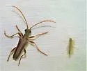 Toxotopsis cinnamopterus - photo 3