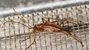Toxotopsis cinnamopterus - photo 4