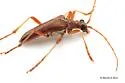 Toxotopsis cinnamopterus - photo 5