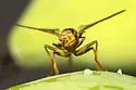 Papaya Fruit Fly