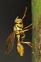 Papaya Fruit Fly - photo 2