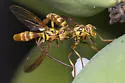 Papaya Fruit Fly - photo 3