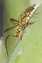 Papaya Fruit Fly - photo 4